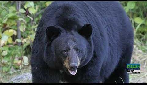 Camping Etiquette and Bear Safety in Michigan’s Upper Peninsula
