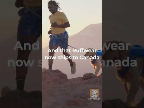 Decathlon Launches Stylish Premium Outdoor Gear Collection for Dogs