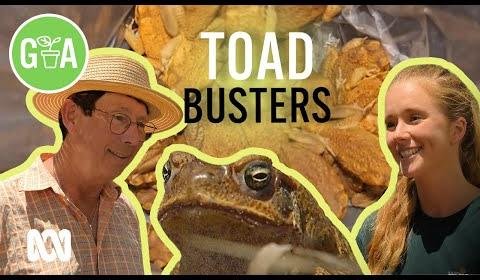 North Coast Urged to Stay Vigilant Against Cane Toad Threat